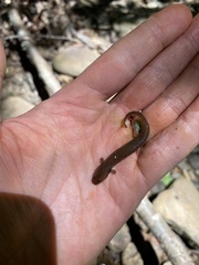 Pseudotriton ruber