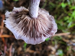 Cortinarius roseolilacinus
