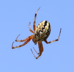 Neoscona adianta