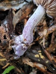 Cortinarius roseolilacinus