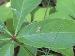 Pseudochorthippus curtipennis