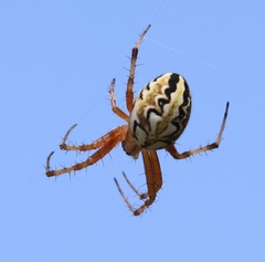Neoscona adianta