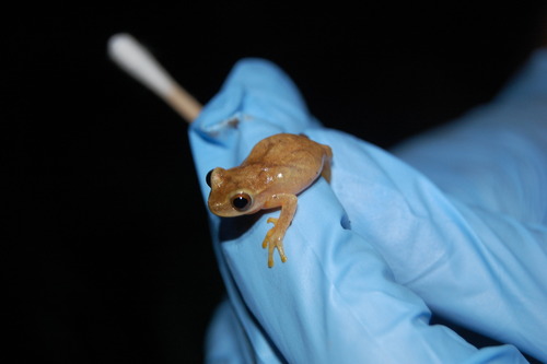 Dendropsophus phlebodes