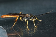 Protichneumon pisorius