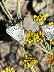 Euphilotes glaucon comstocki
