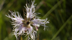 Dianthus superbus