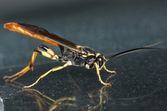 Protichneumon pisorius