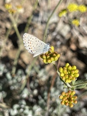Euphilotes glaucon comstocki