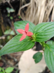 Crusea coccinea