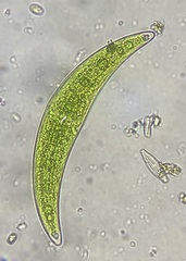 Closterium moniliferum
