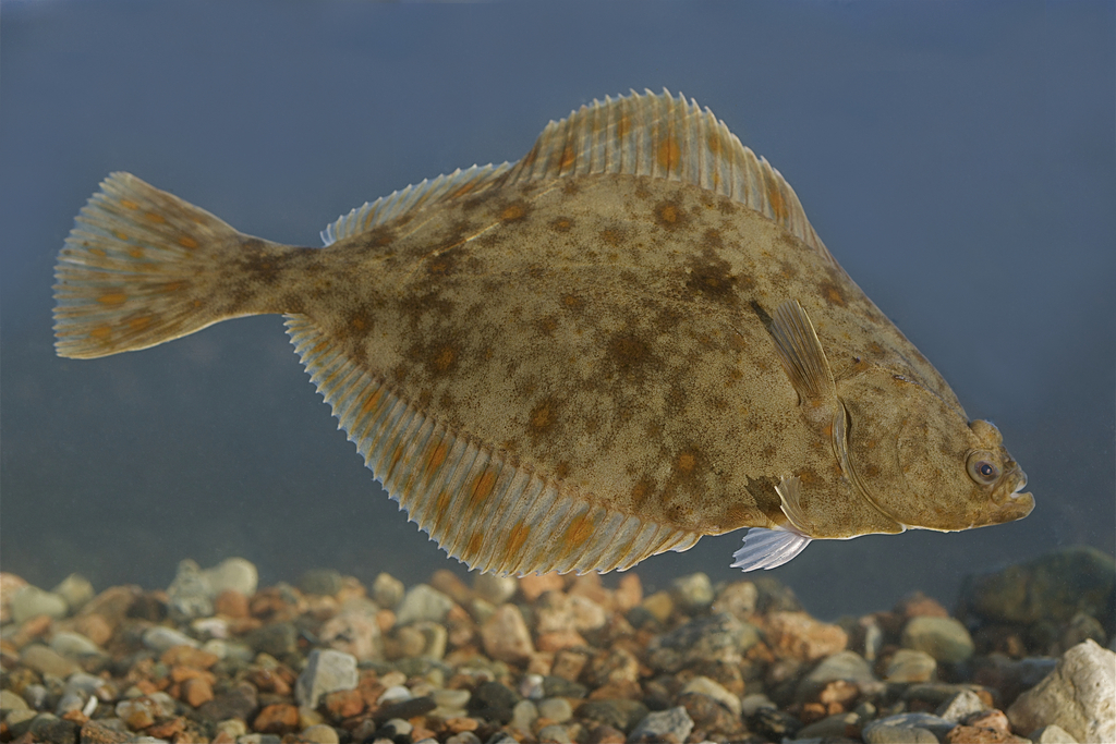 Baltic Flounder