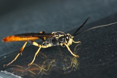 Protichneumon pisorius