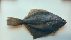 Baltic Flounder photo 2