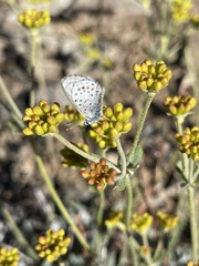 Euphilotes glaucon comstocki