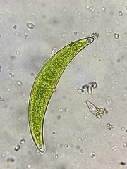 Closterium moniliferum