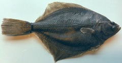 Baltic Flounder photo 3