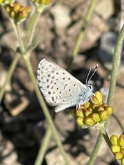 Euphilotes glaucon comstocki
