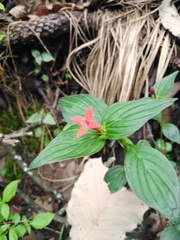 Crusea coccinea