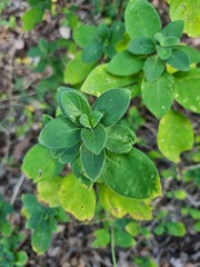 Barleria obtusa