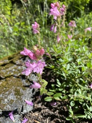 Penstemon fruticosus fruticosus