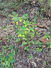 Barleria obtusa