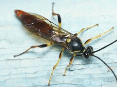 Protichneumon pisorius