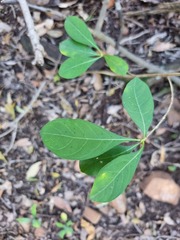 Pavetta gardeniifolia