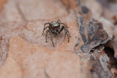 Dendryphantes rudis
