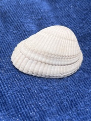 Lunarca ovalis