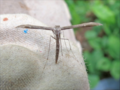 Hellinsia inquinatus