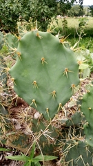 Opuntia rastrera