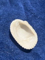 Lunarca ovalis