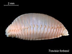 Pink Spindle Worm