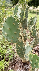 Opuntia rastrera