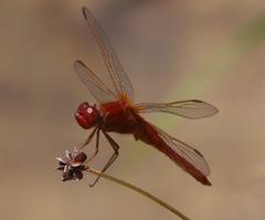 Crocothemis erythraea