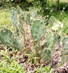 Opuntia rastrera