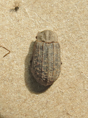 Trox unistriatus