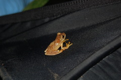 Dendropsophus phlebodes