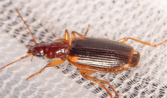 Cymindis limbata