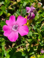 Dianthus alpinus