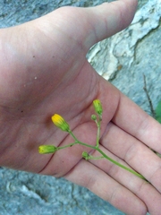 Hieracium umbrosum