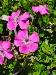 Dianthus alpinus