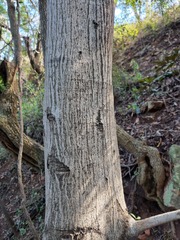 Olea capensis enervis
