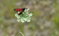 Zygaena sedi