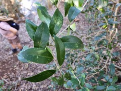 Olea capensis enervis