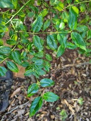 Cassinopsis ilicifolia