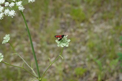 Zygaena sedi