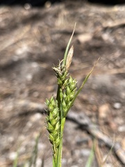 Carex whitneyi