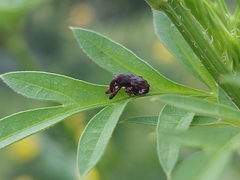 Conotrachelus rectirostris
