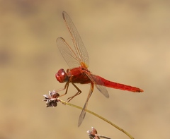 Crocothemis erythraea